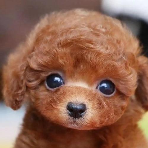 Totó - Realistyczny Pies Ana 35 euros