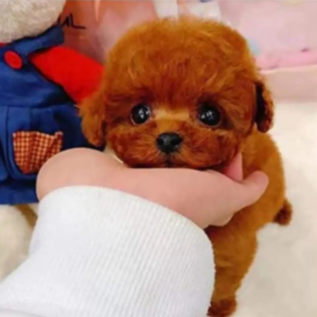 Totó - Realistyczny Pies Ana 35 euros